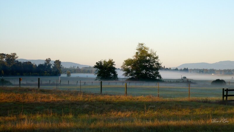 Foggy morning in the countryside