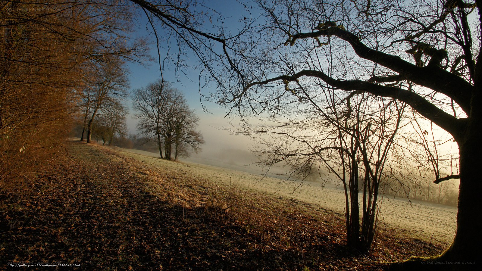 Foggy morning in the forest