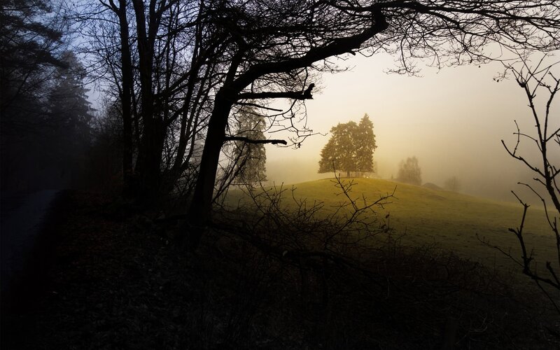 Foggy morning in the forest