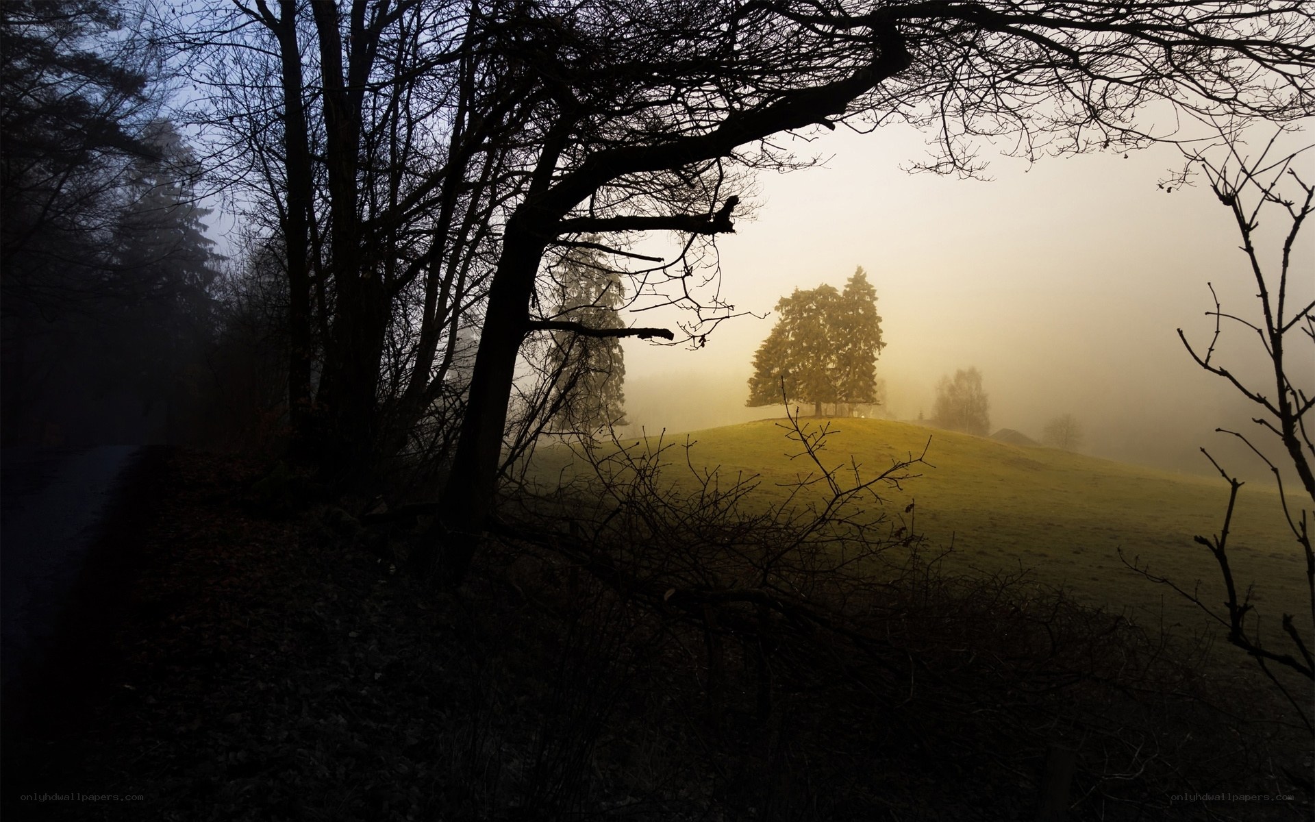 Foggy morning in the forest