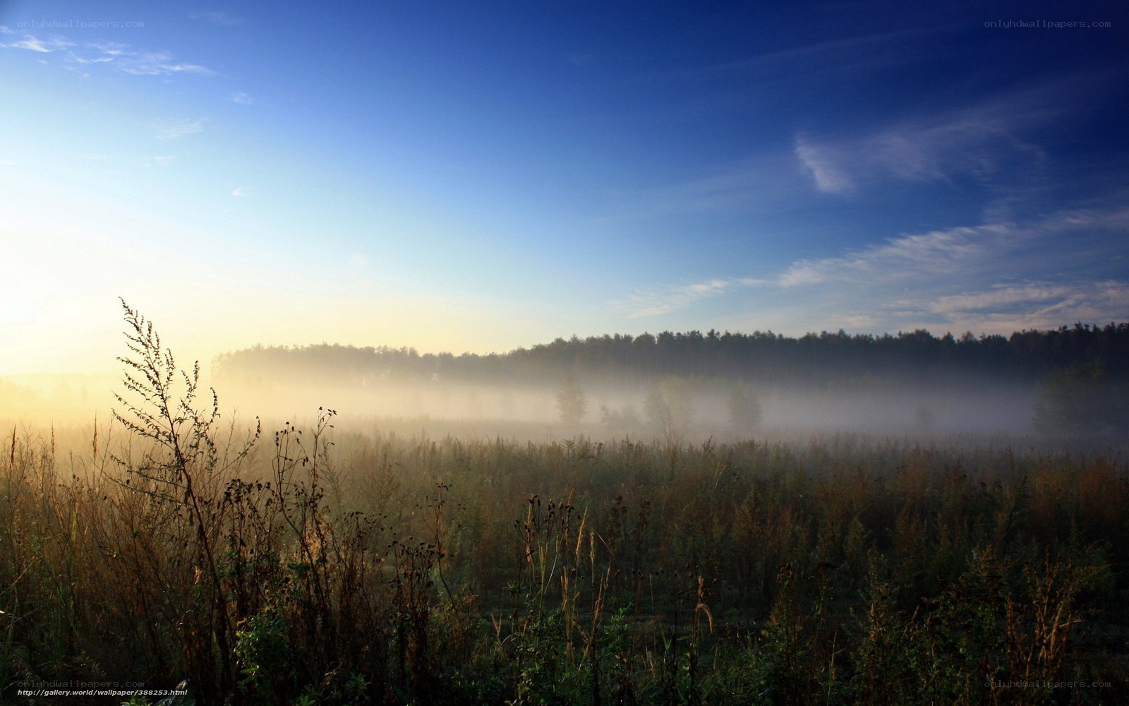 Foggy morning in the meadow