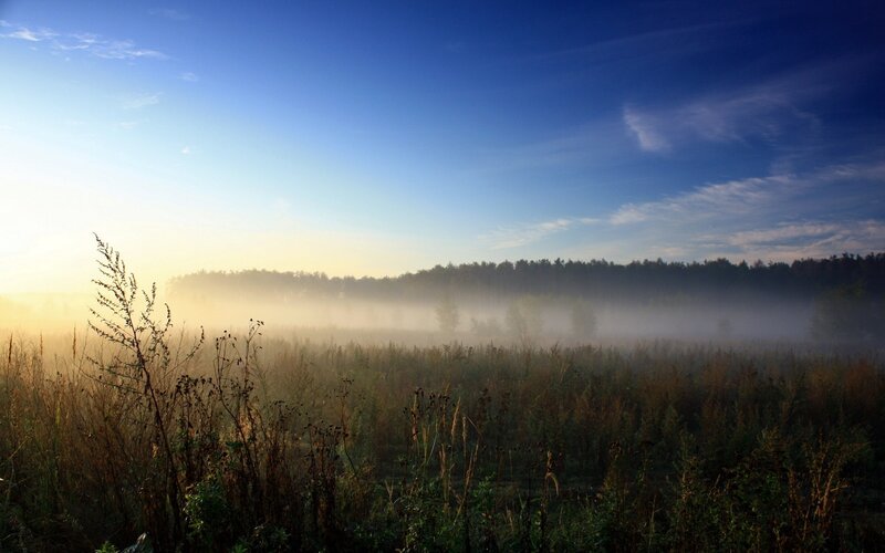 Foggy morning in the meadow