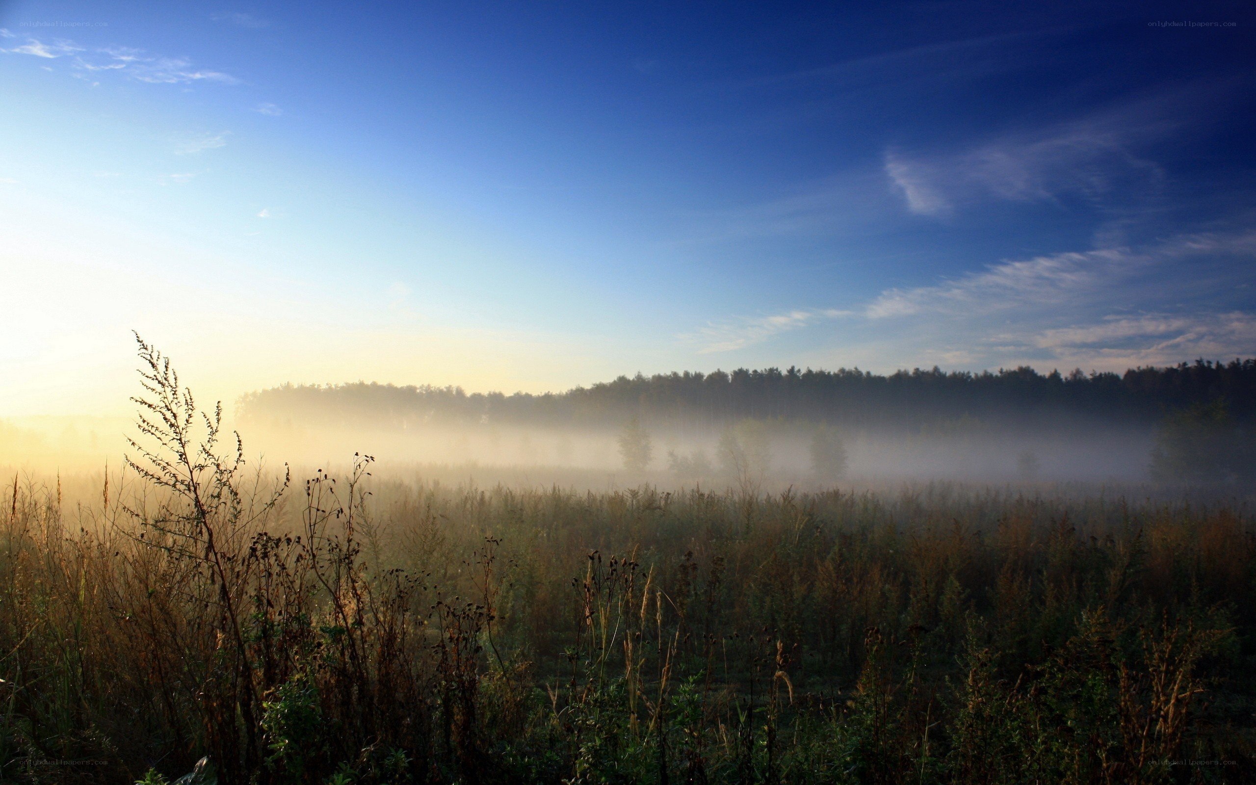 Foggy morning in the meadow
