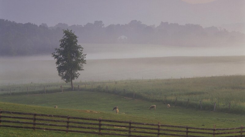 Foggy morning on a farm