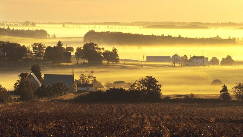 Foggy morning on a farm