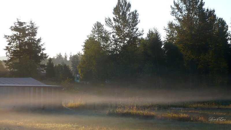 Foggy morning on a farm