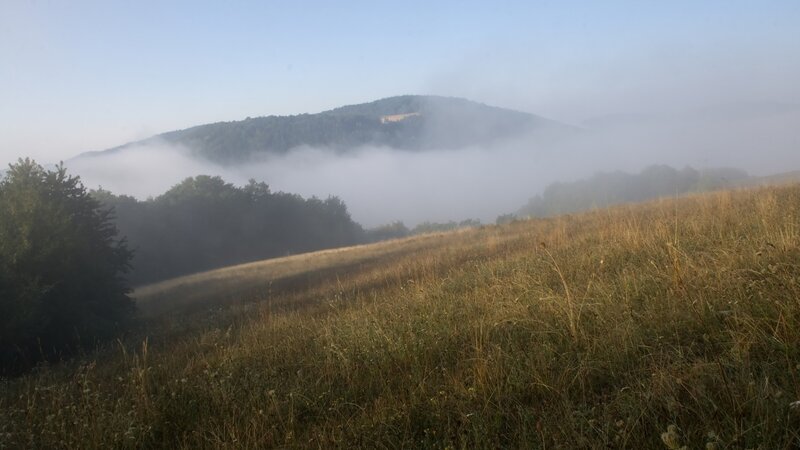 Foggy morning on a hillside