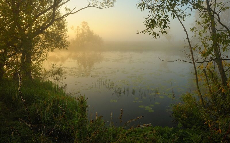 Foggy morning over a calm pond