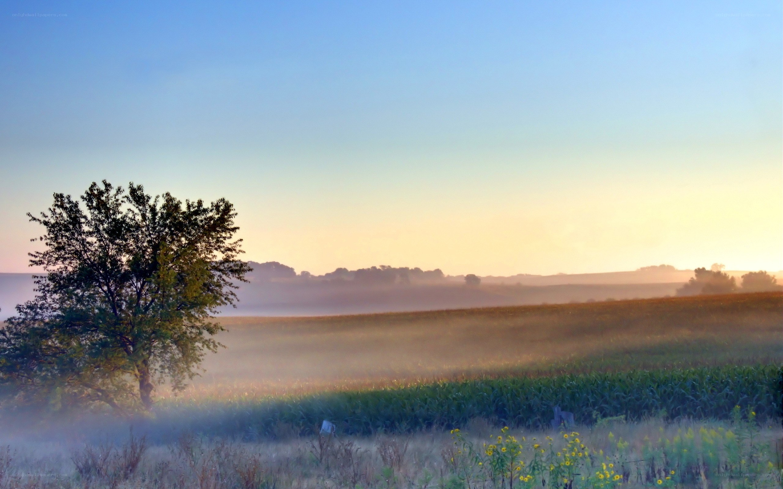 Foggy morning over a cornfield