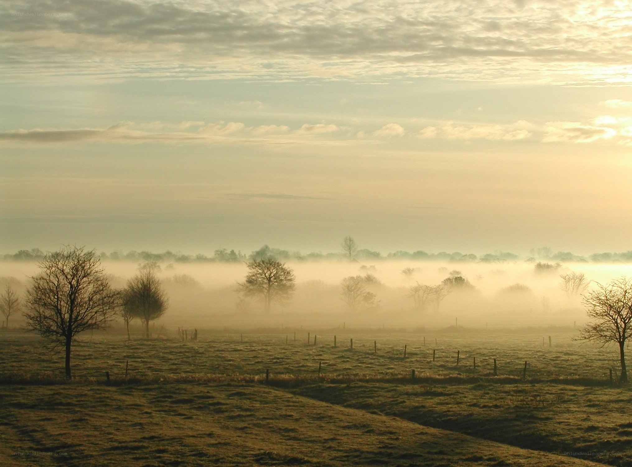 Foggy morning over a field