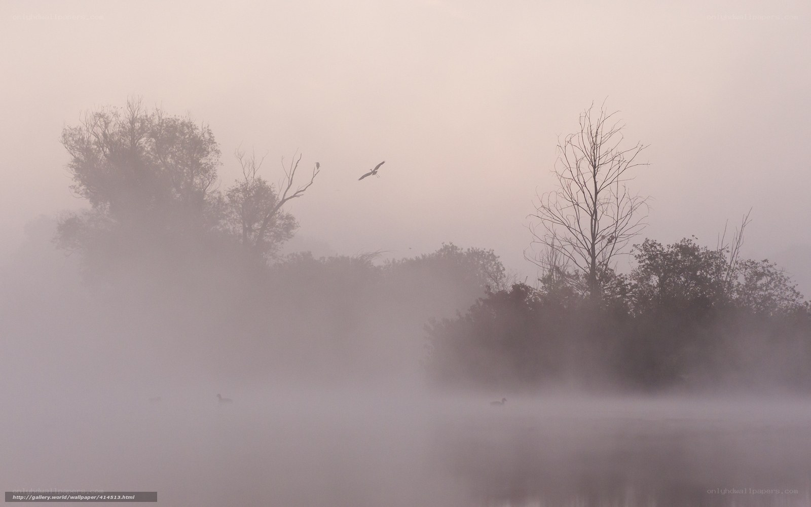 Foggy morning over a lake