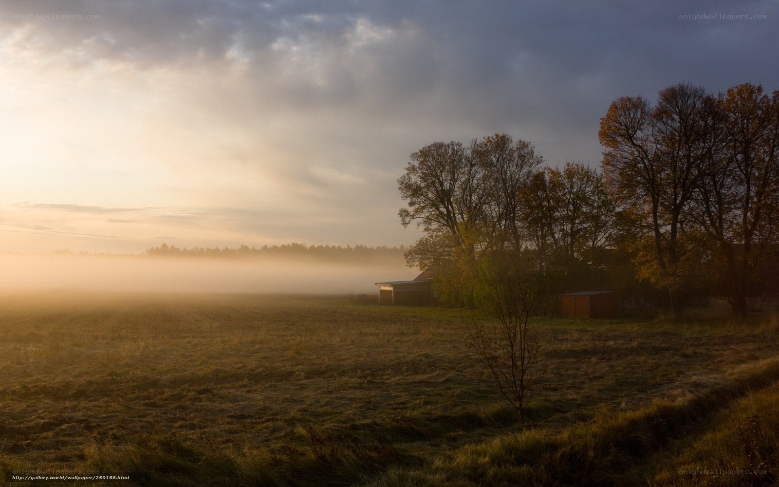 Foggy morning over a rural field