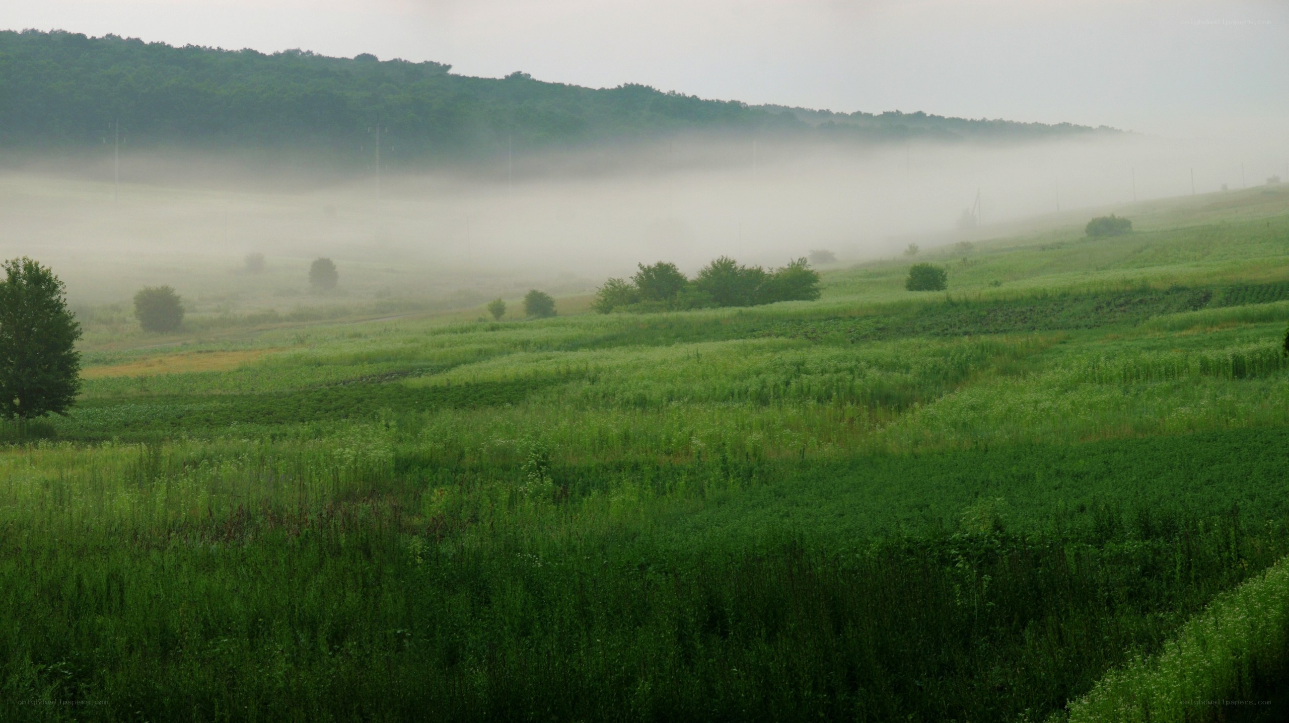 Foggy morning over green fields