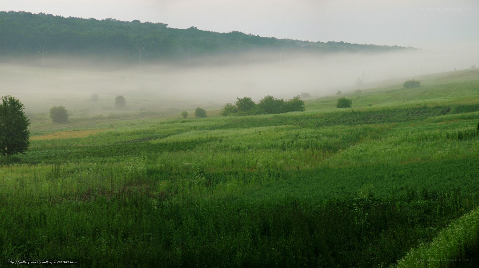 Foggy morning over green fields