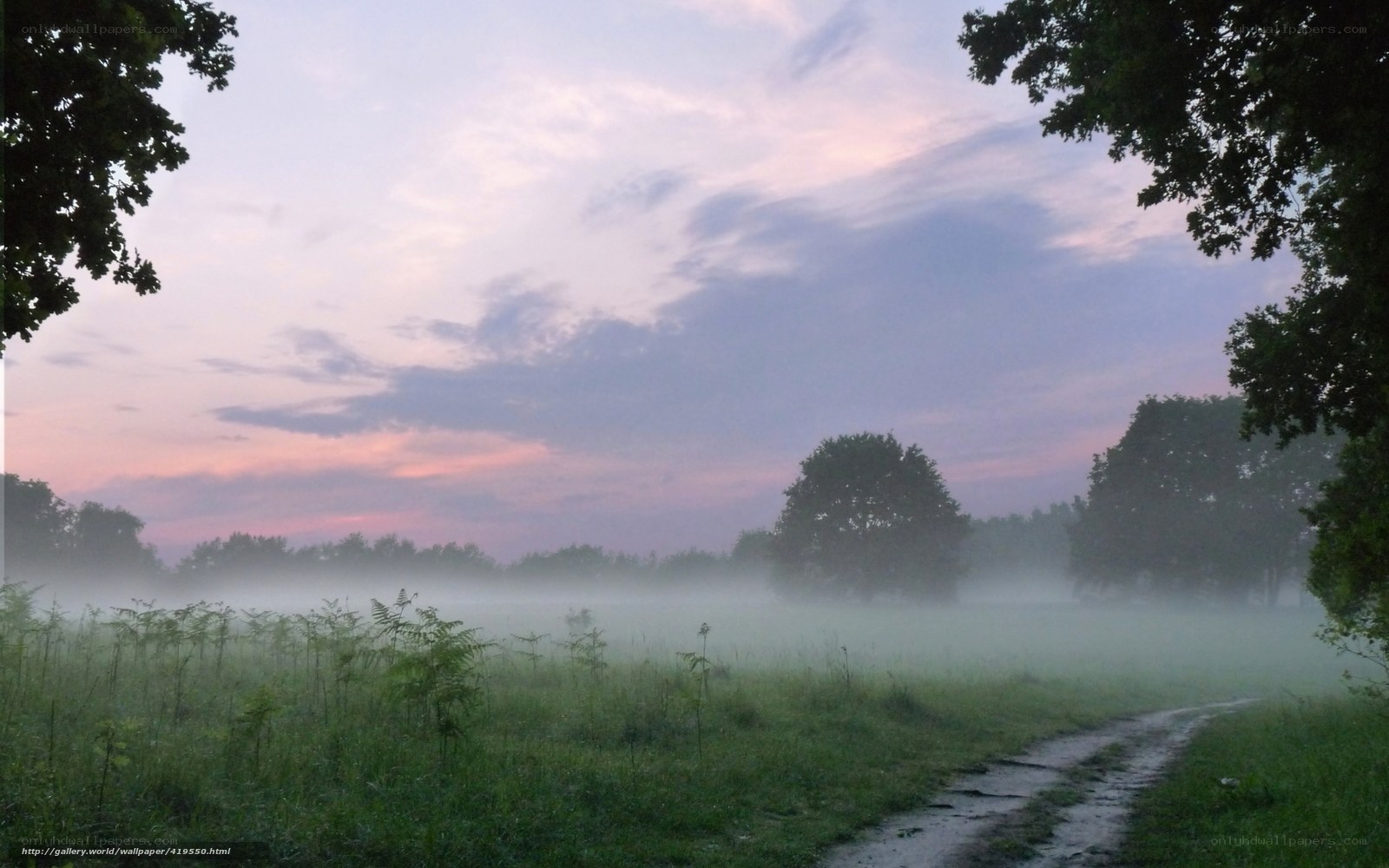 Foggy morning path