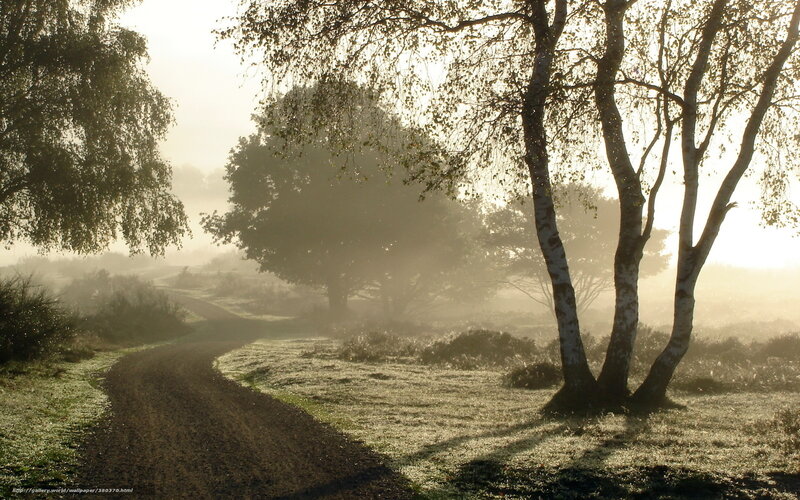 Foggy morning path