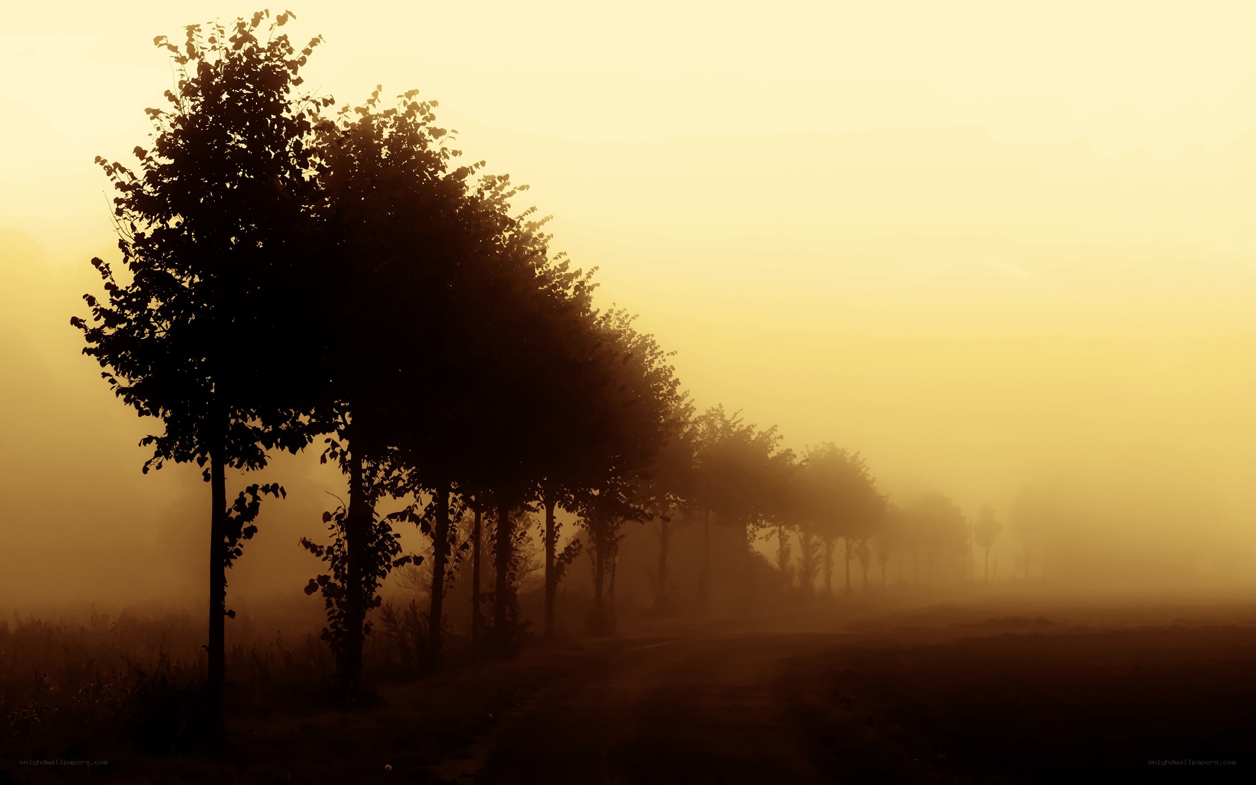 Foggy morning tree line