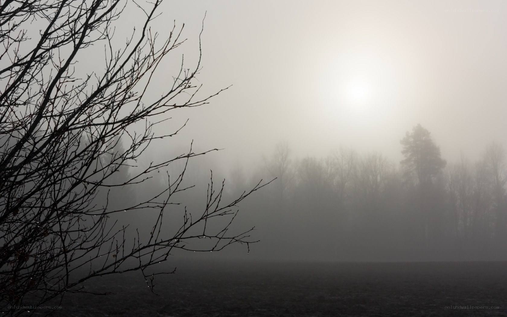 Foggy morning with bare branches