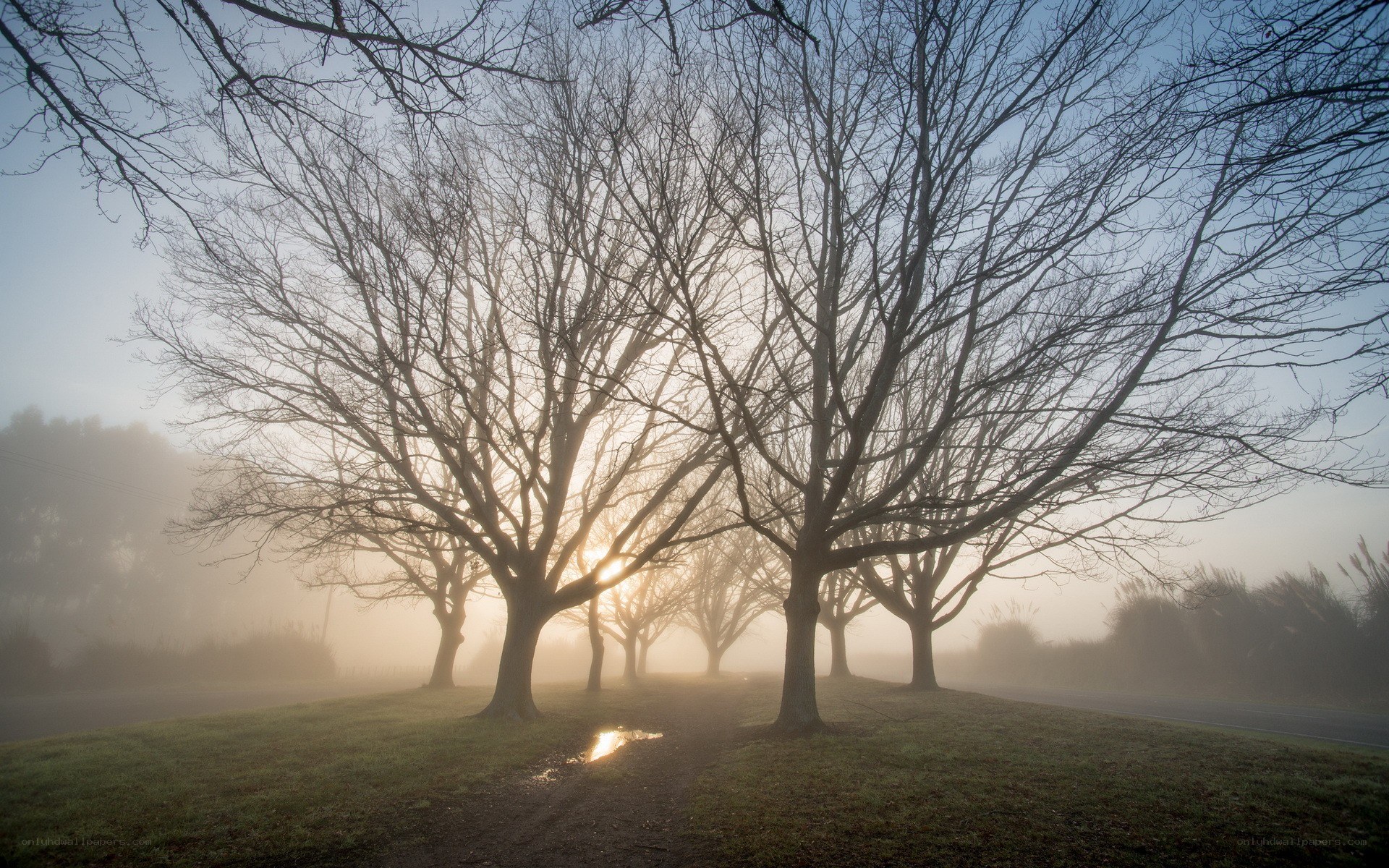 Foggy morning with bare trees
