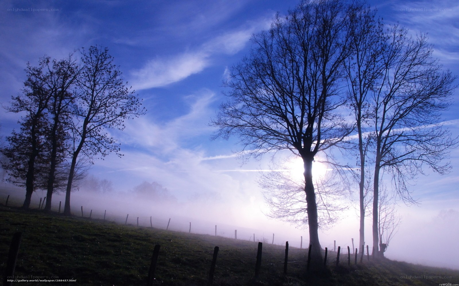 Foggy morning with bare trees