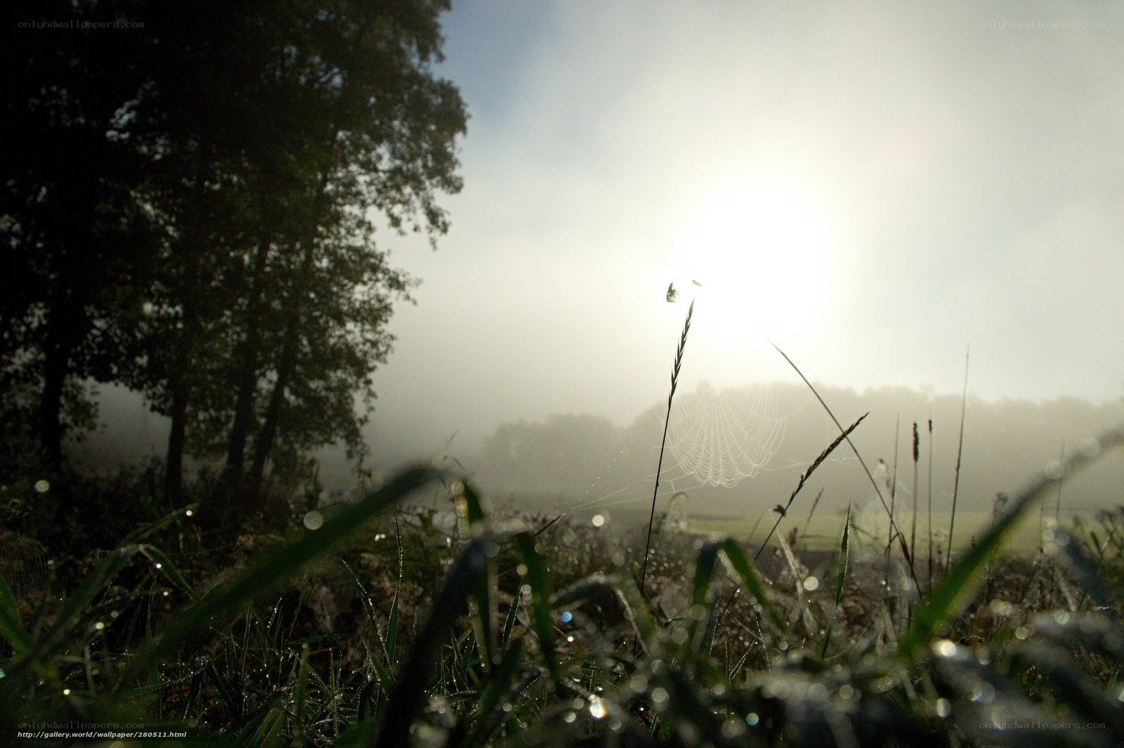 Foggy morning with dew-covered grass