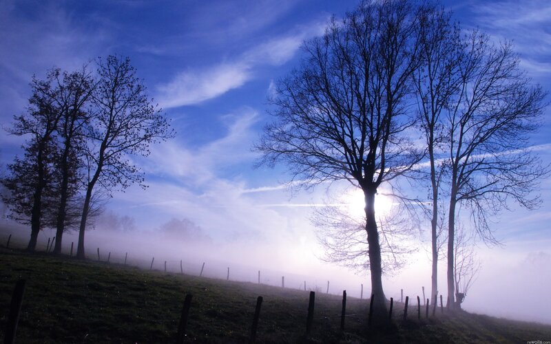 Foggy morning with silhouetted trees