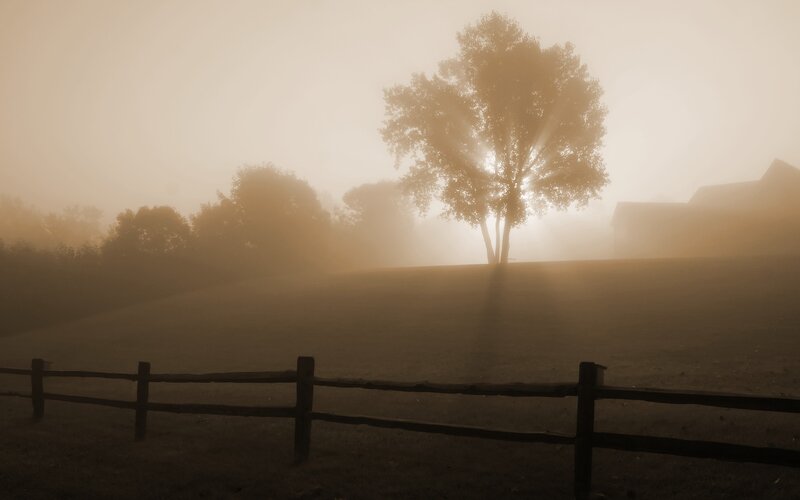 Foggy morning with tree silhouette
