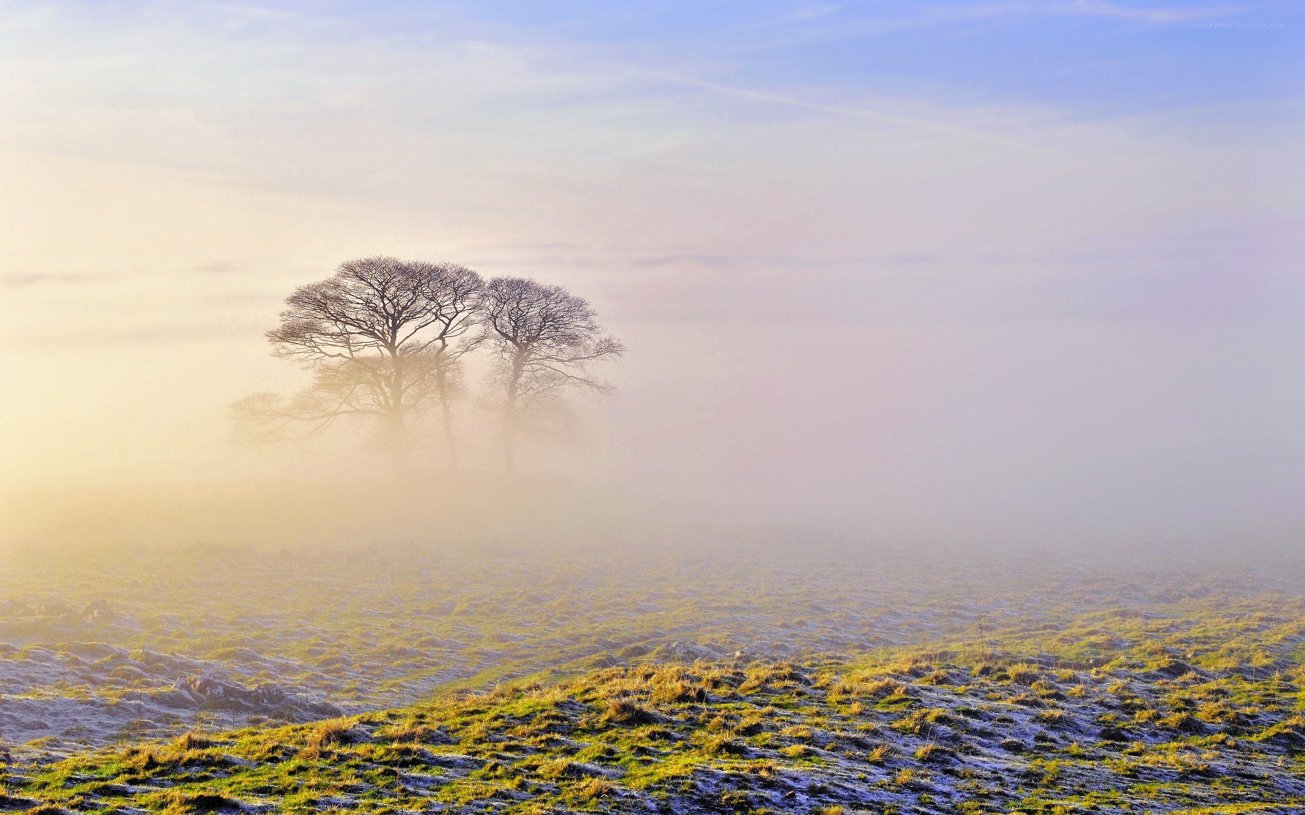 Foggy morning with trees