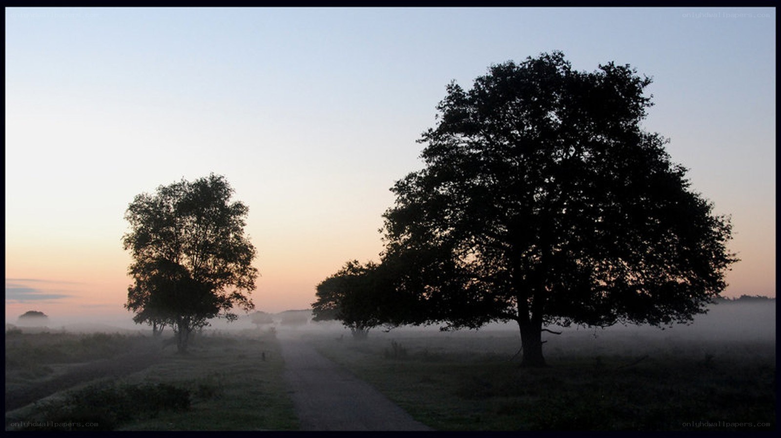 Foggy morning with trees