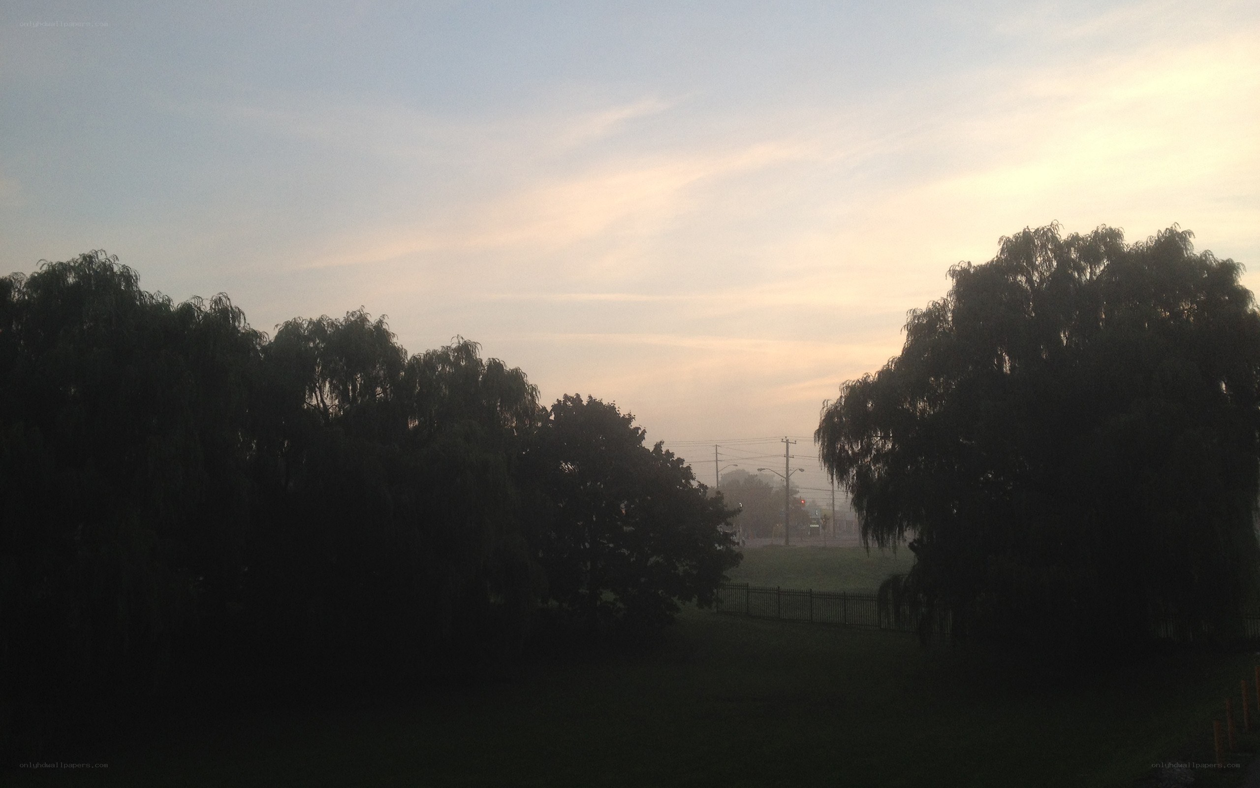 foggy morning with trees