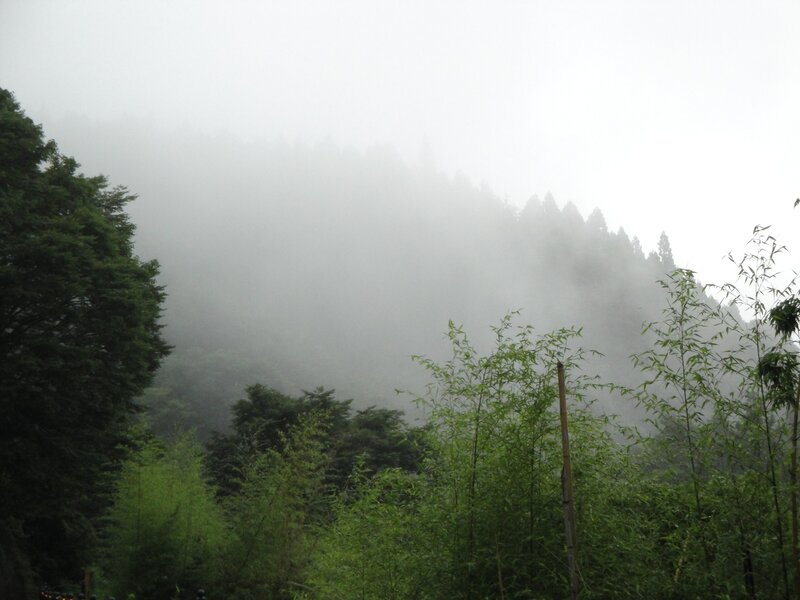 Foggy mountain forest