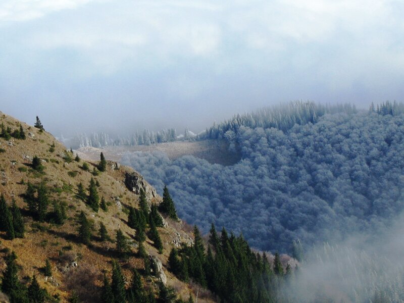 Foggy Mountain Forest — Blue