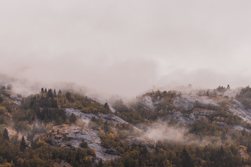 Foggy Mountain Forest — Gray, Misty