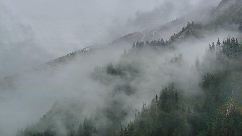 Foggy Mountain Forest — Gray