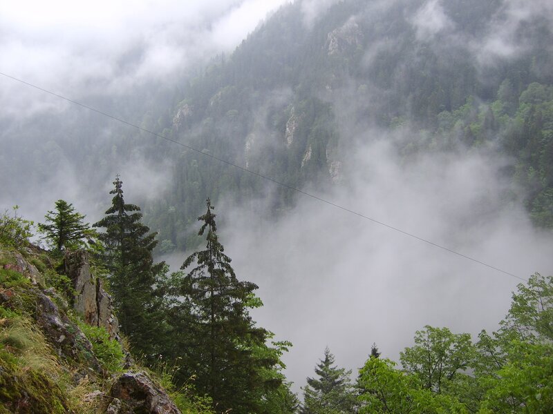 Foggy Mountain Forest — Green, Misty