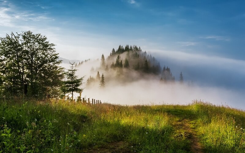 Foggy Mountain Forest — Green