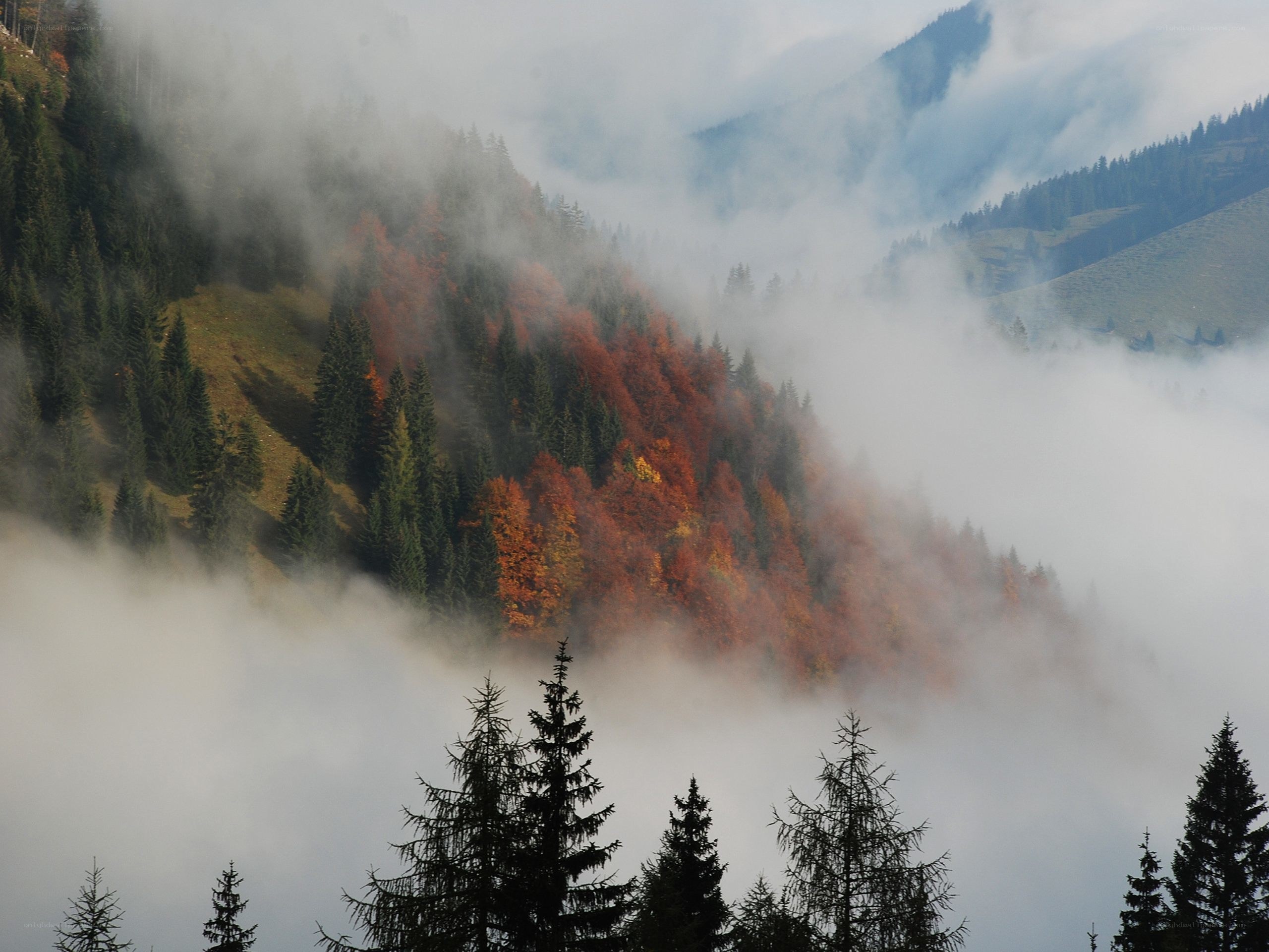 Foggy mountain forest in autumn