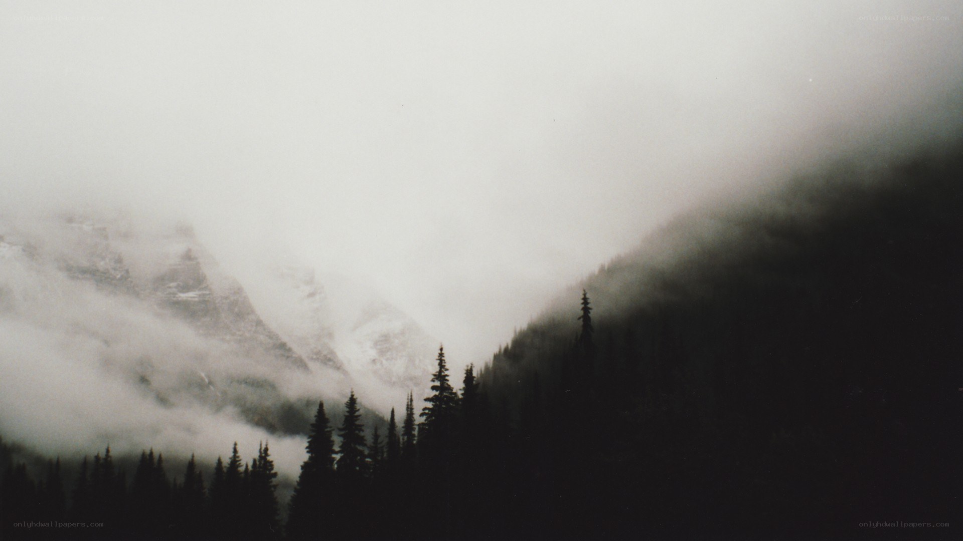 Foggy mountain forest landscape