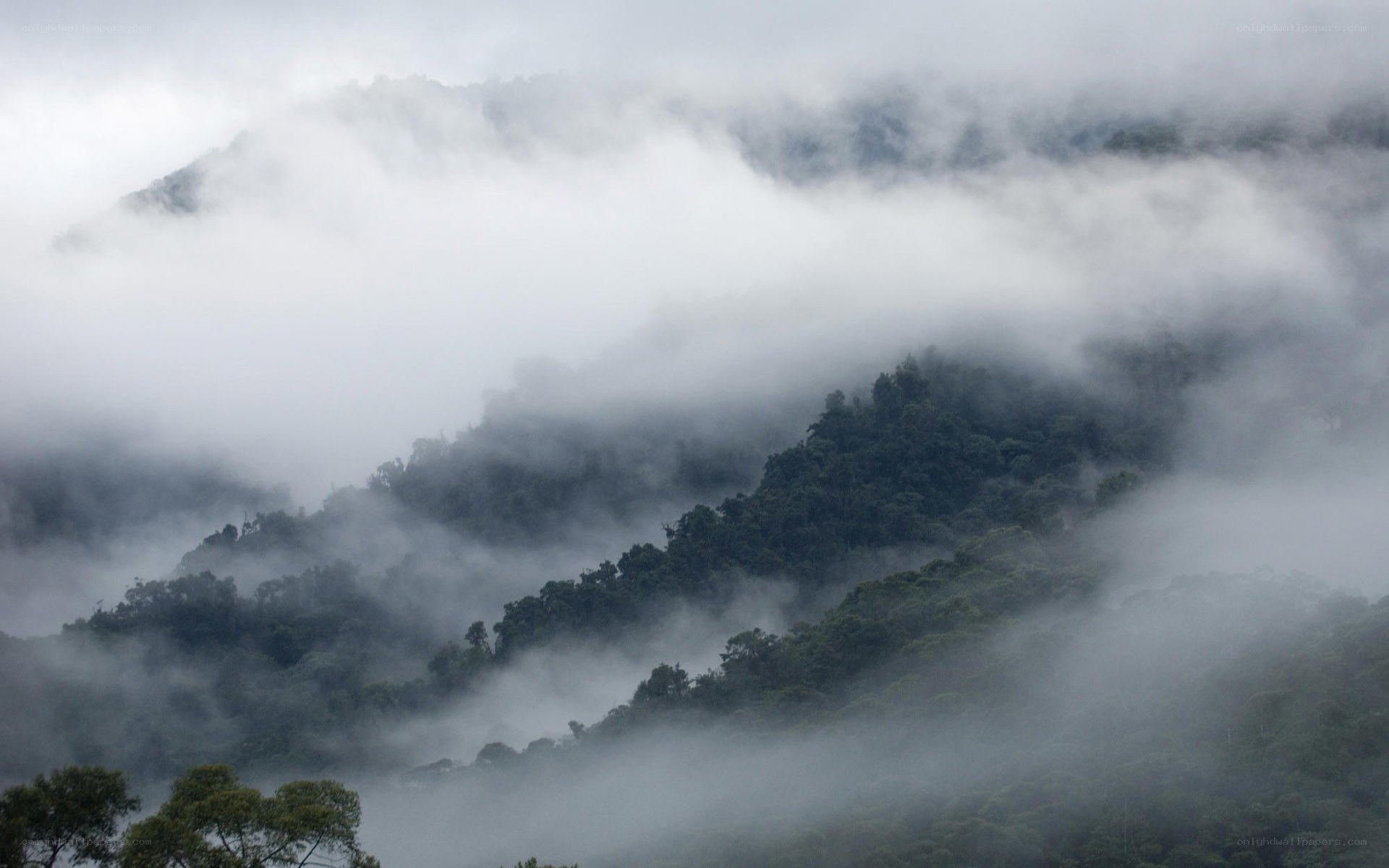 Foggy mountain forest landscape