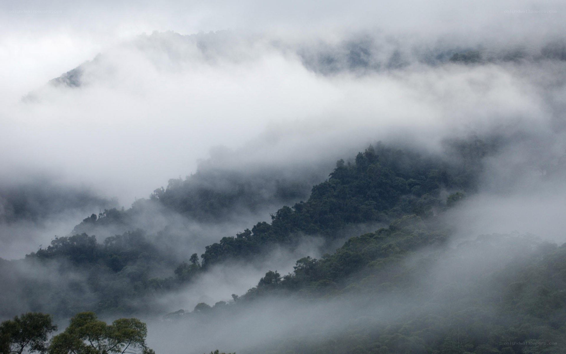 Foggy mountain forest landscape