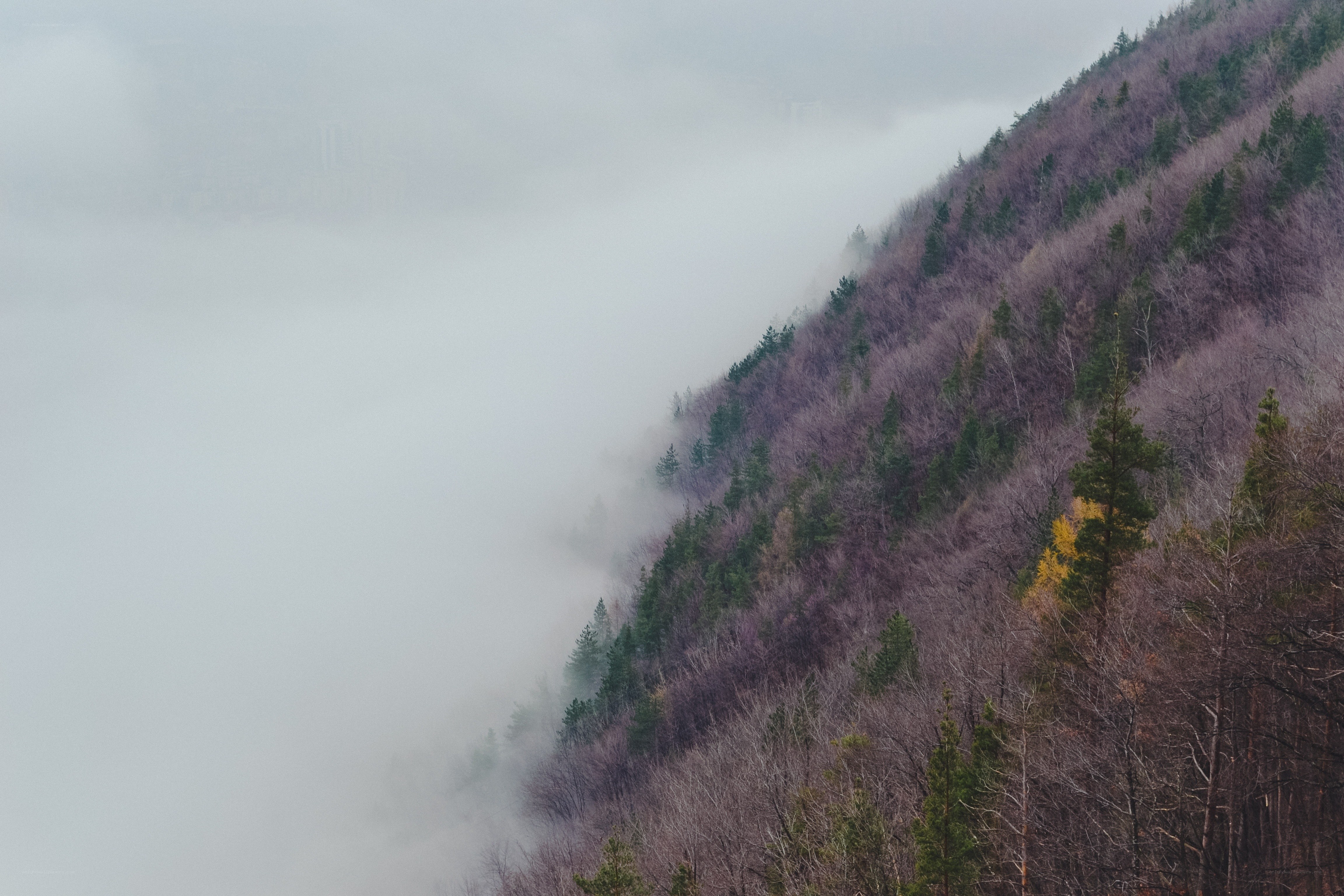 Foggy mountain forest slope