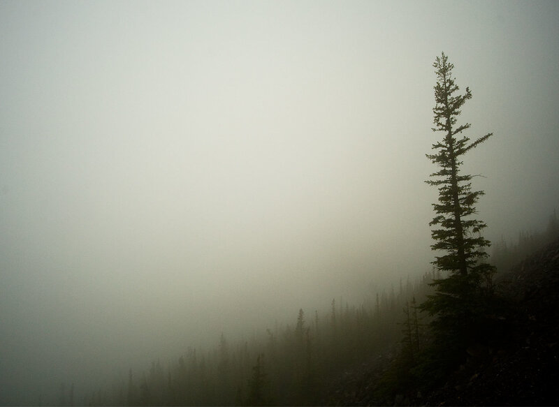 Foggy mountain forest