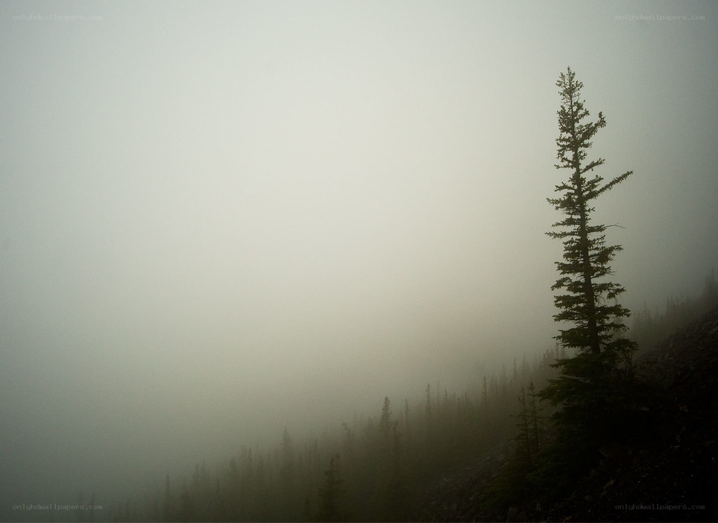 Foggy mountain forest