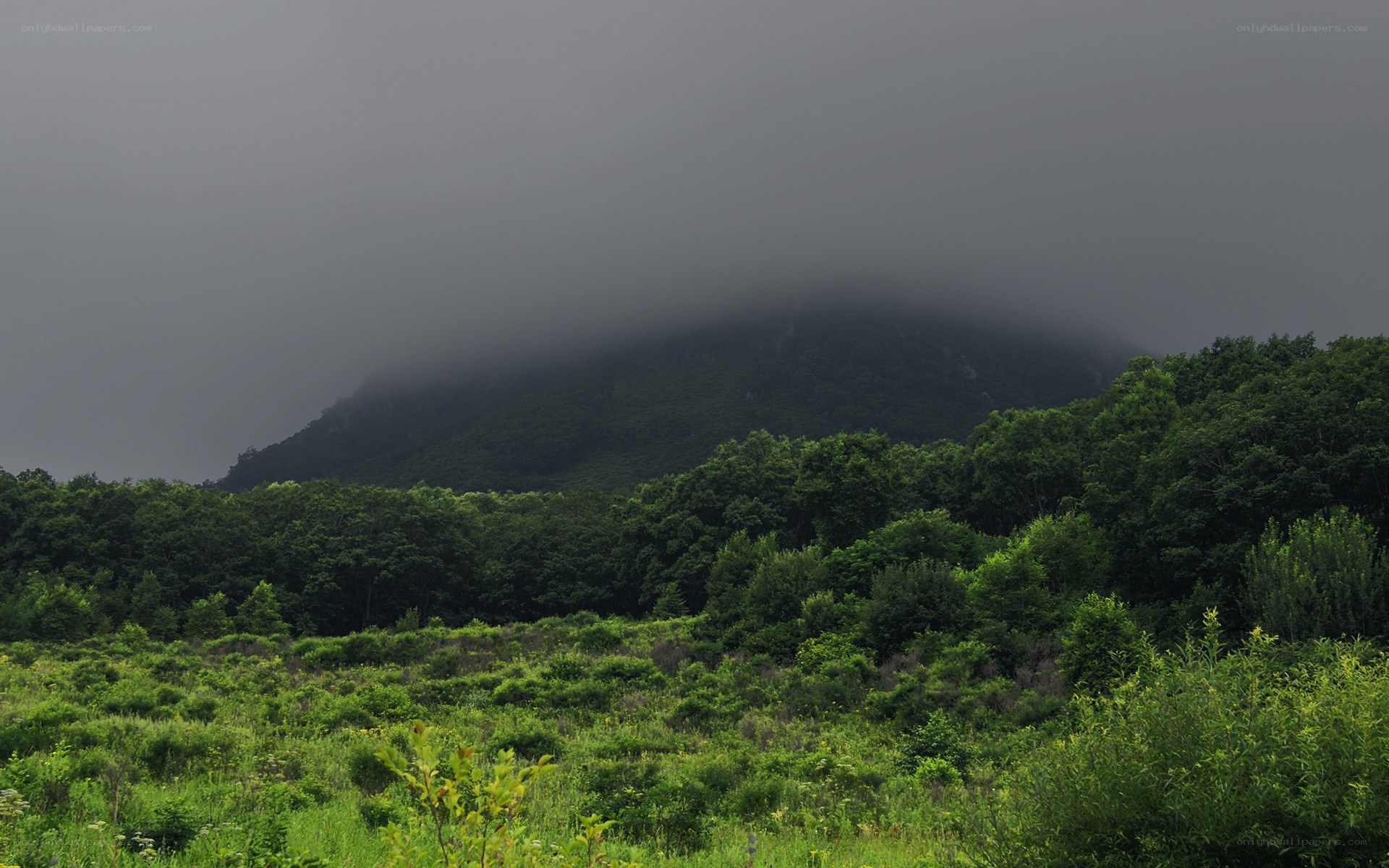Foggy mountain landscape