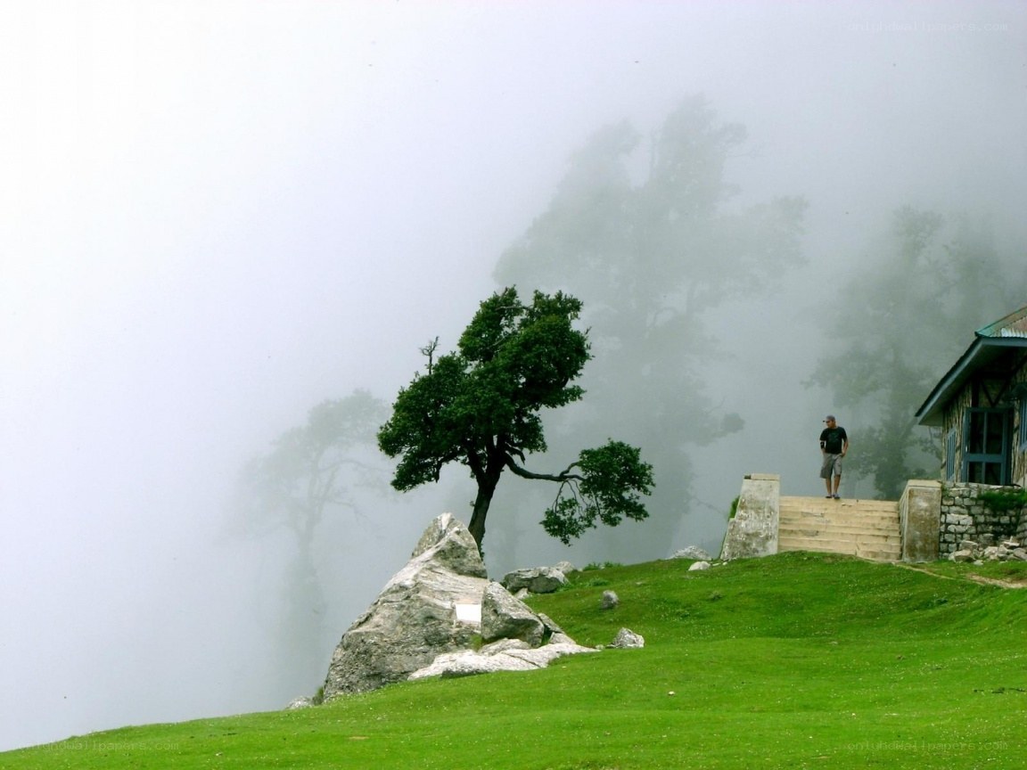 Foggy mountain landscape with tree