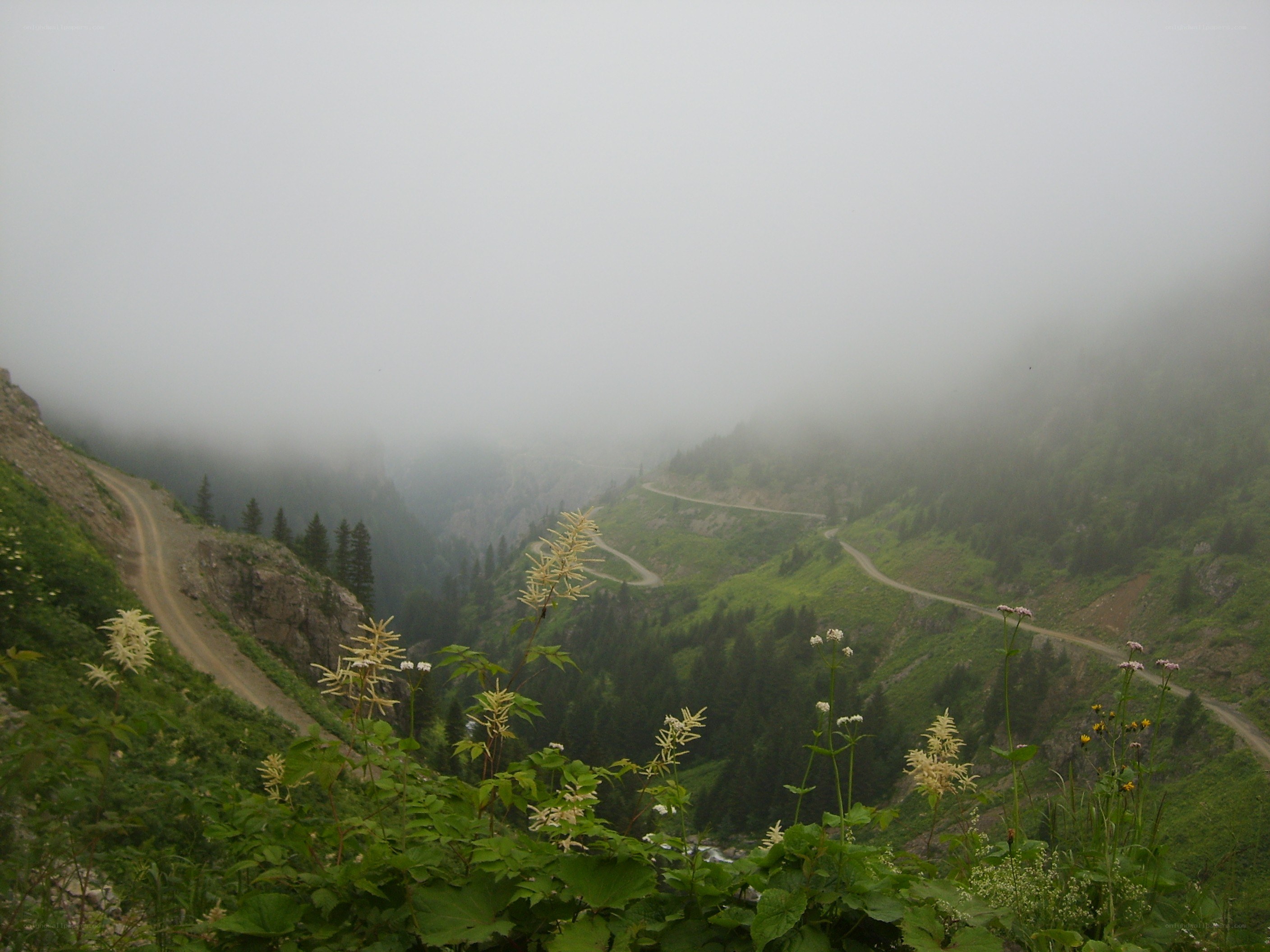 Foggy mountain road with wildflowers