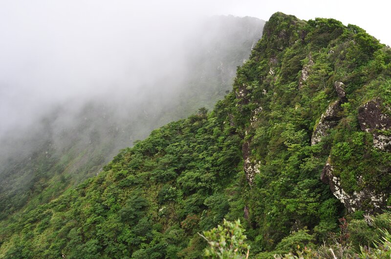 Foggy Mountain Slope — Green