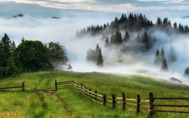 Foggy Mountain Valley — Green, Serene, Morning, Photograph, Trees