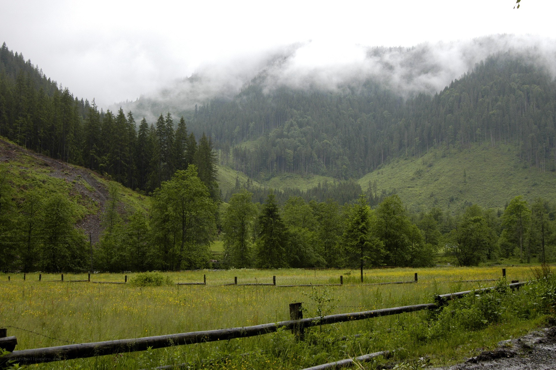 foggy mountain valley with meadow