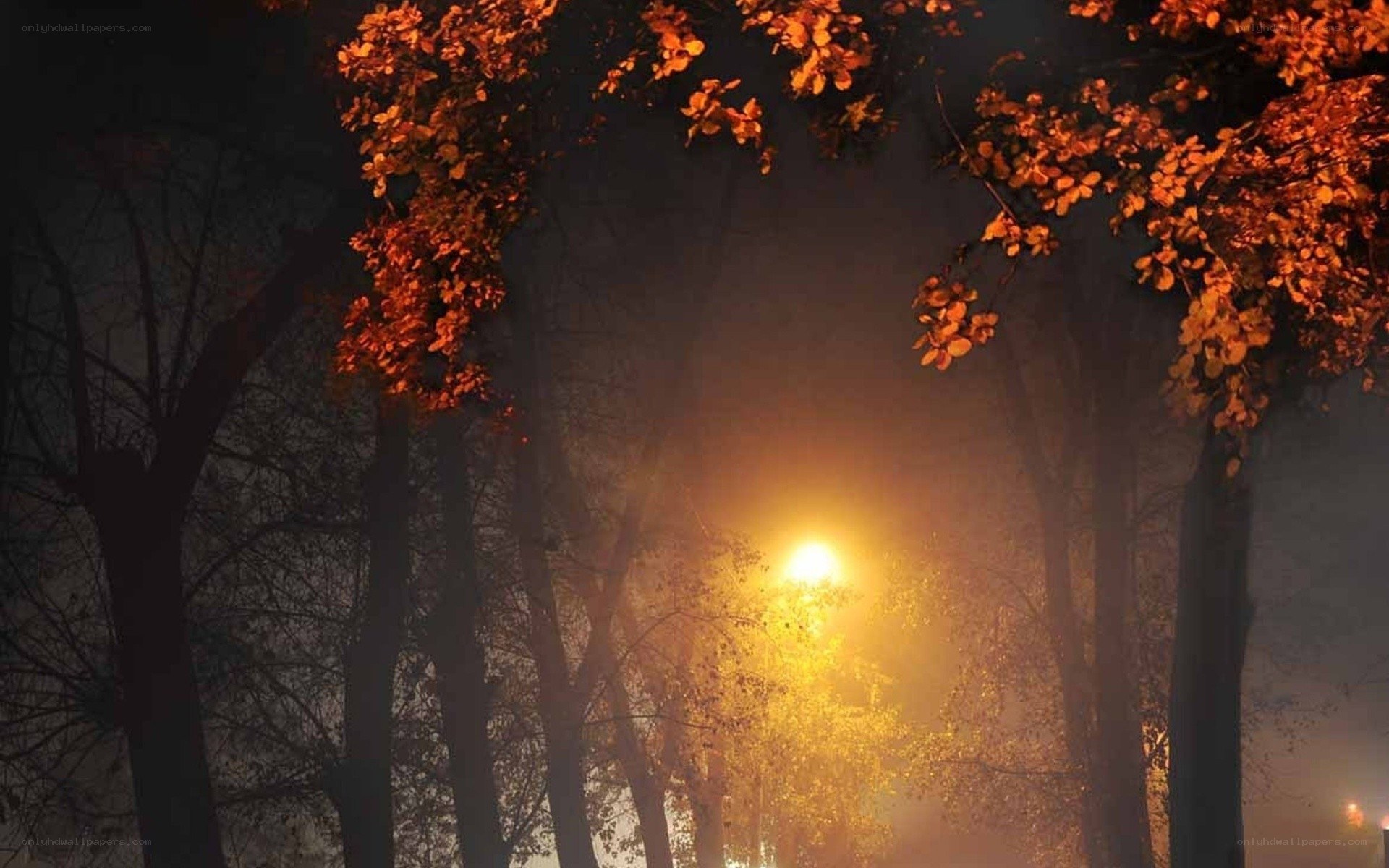 foggy night with autumn trees